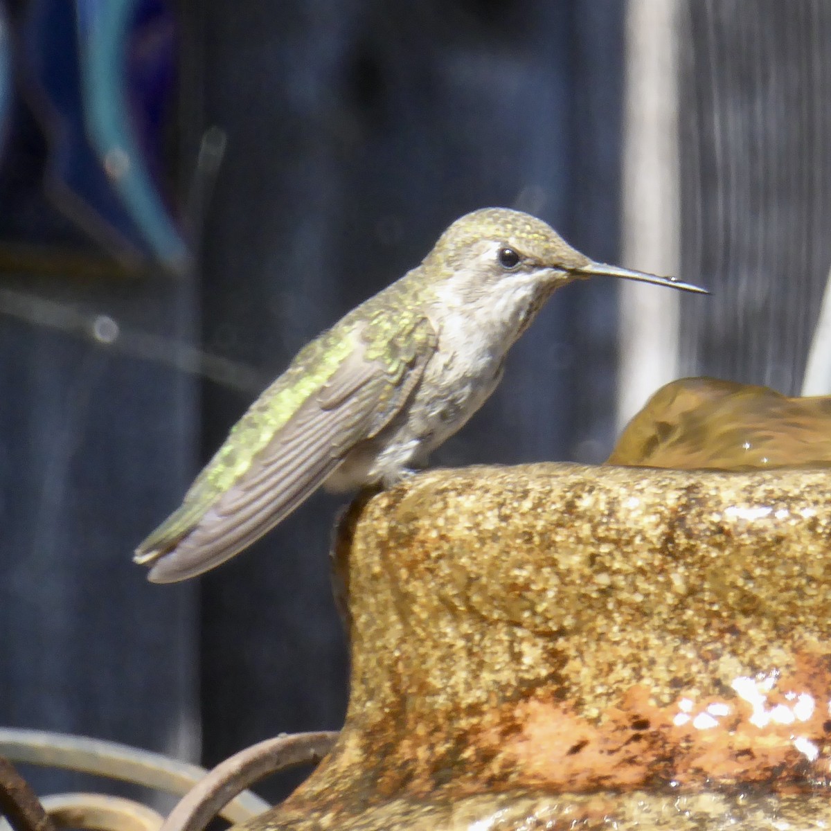 Anna's Hummingbird - ML620752069