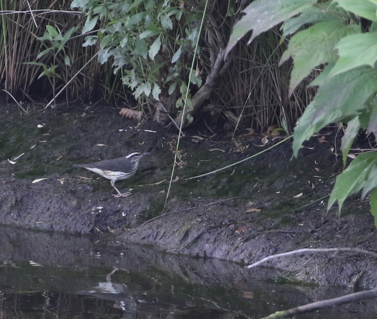 Louisiana Waterthrush - ML620752083