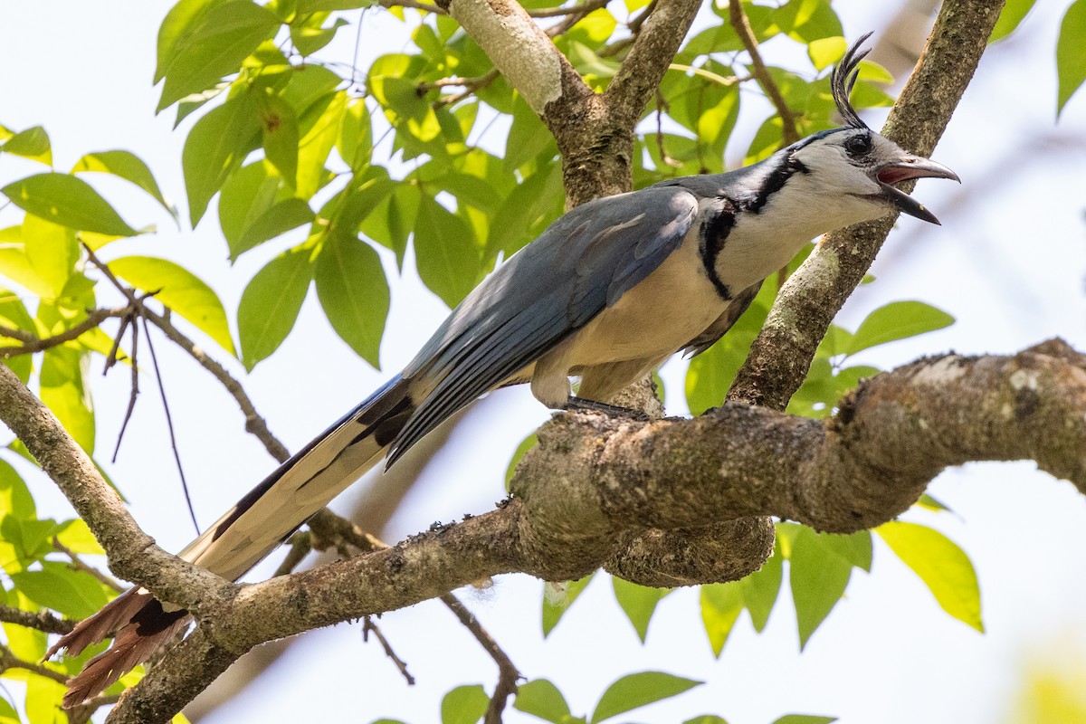White-throated Magpie-Jay - ML620752126