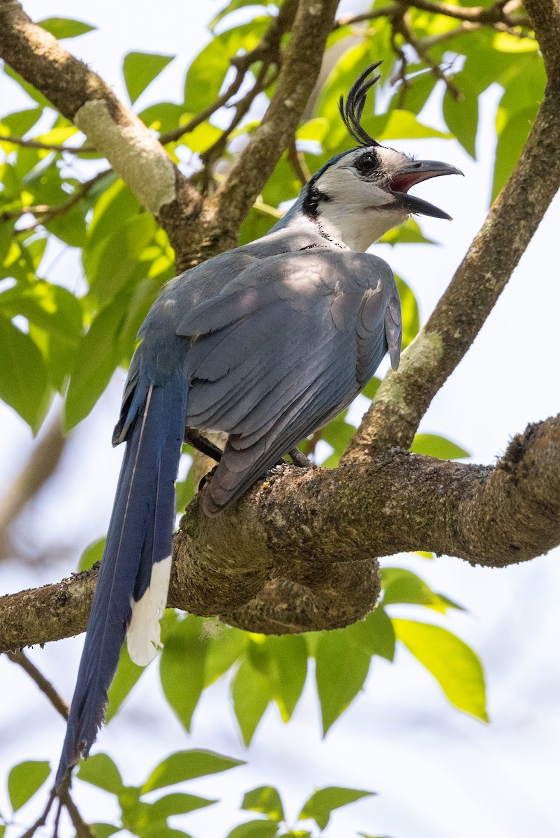 White-throated Magpie-Jay - ML620752127