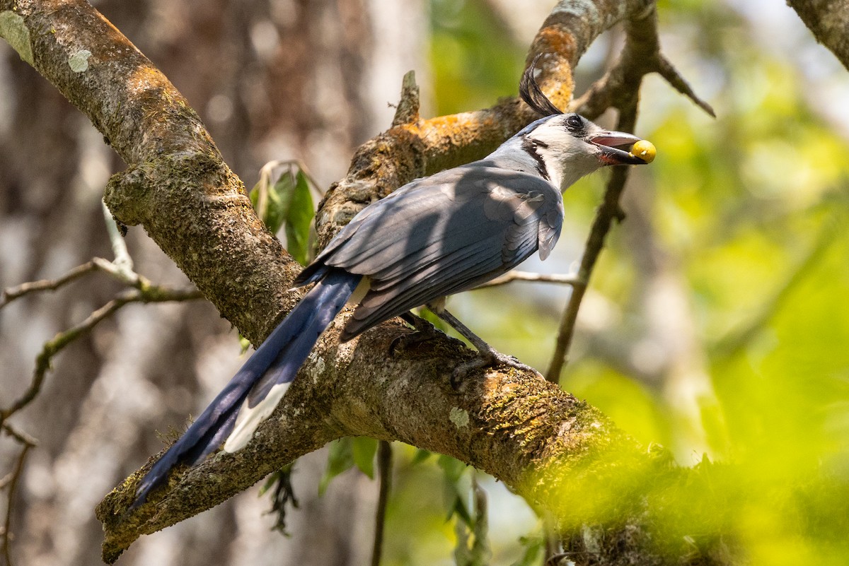 White-throated Magpie-Jay - ML620752128