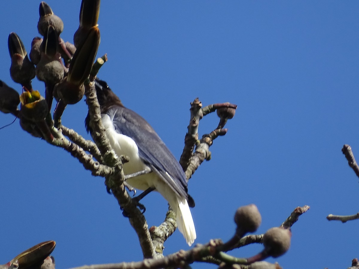 Curl-crested Jay - ML620752129