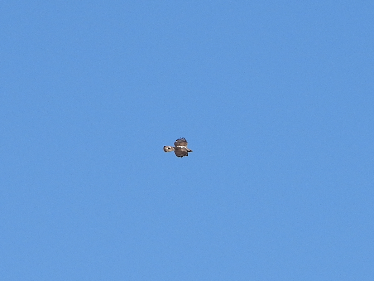 Орел яструбиний - ML620752131