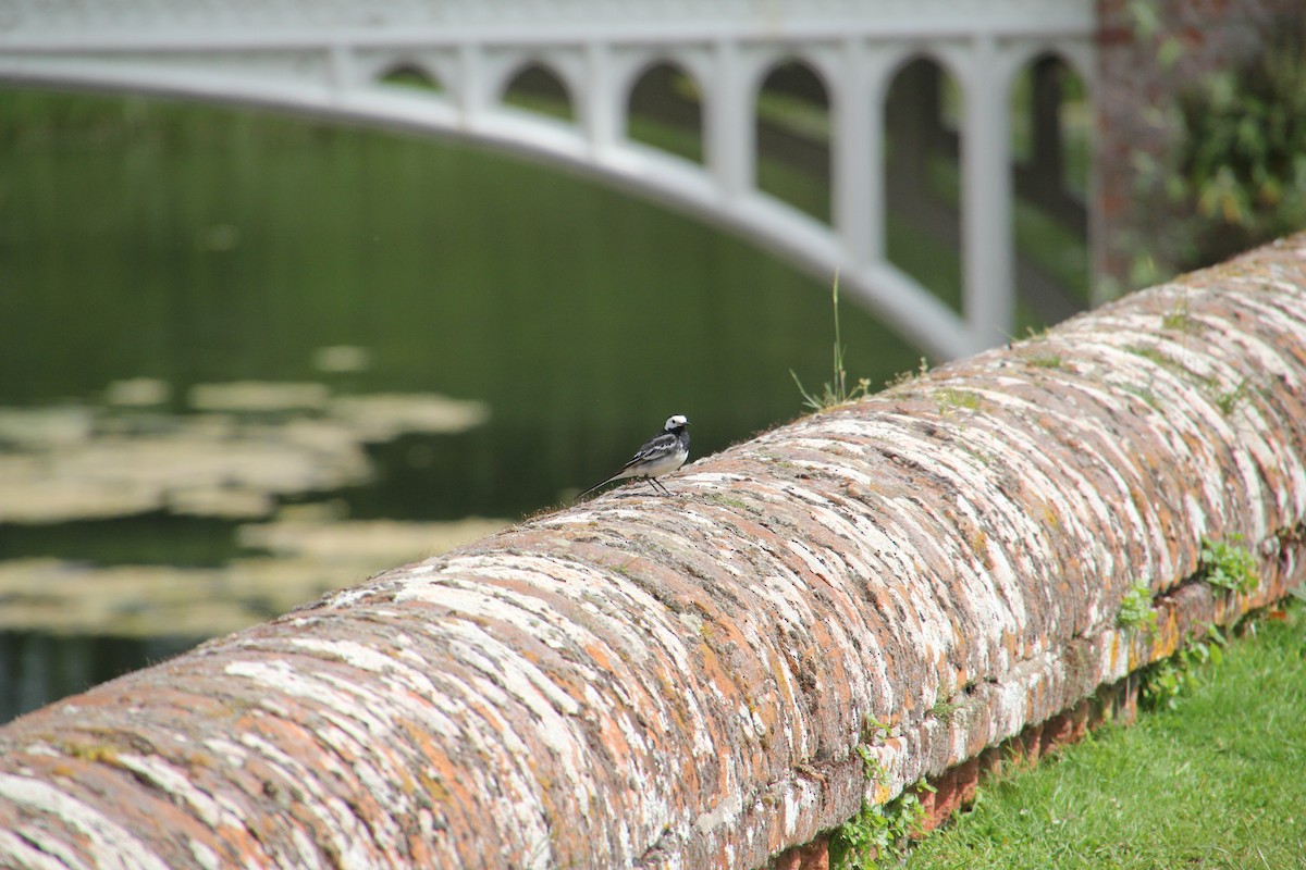 White Wagtail - ML620752140