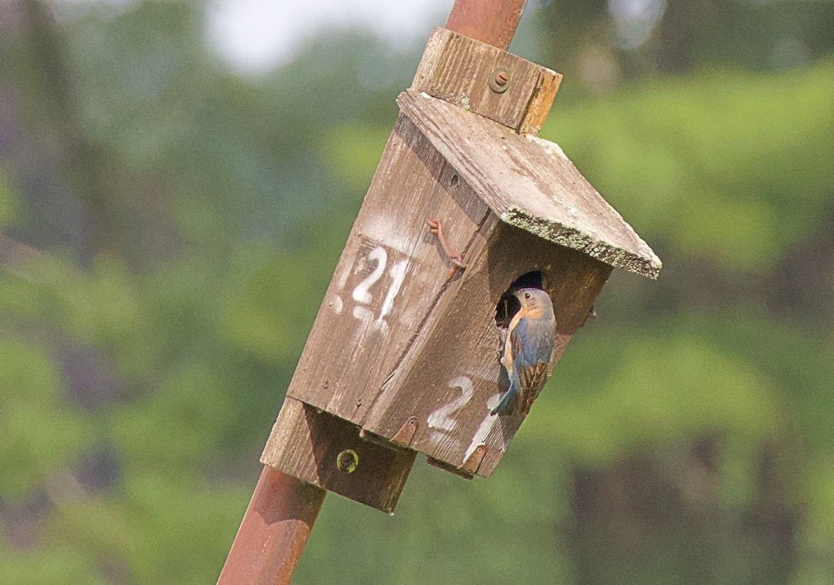 Eastern Bluebird - ML620752148