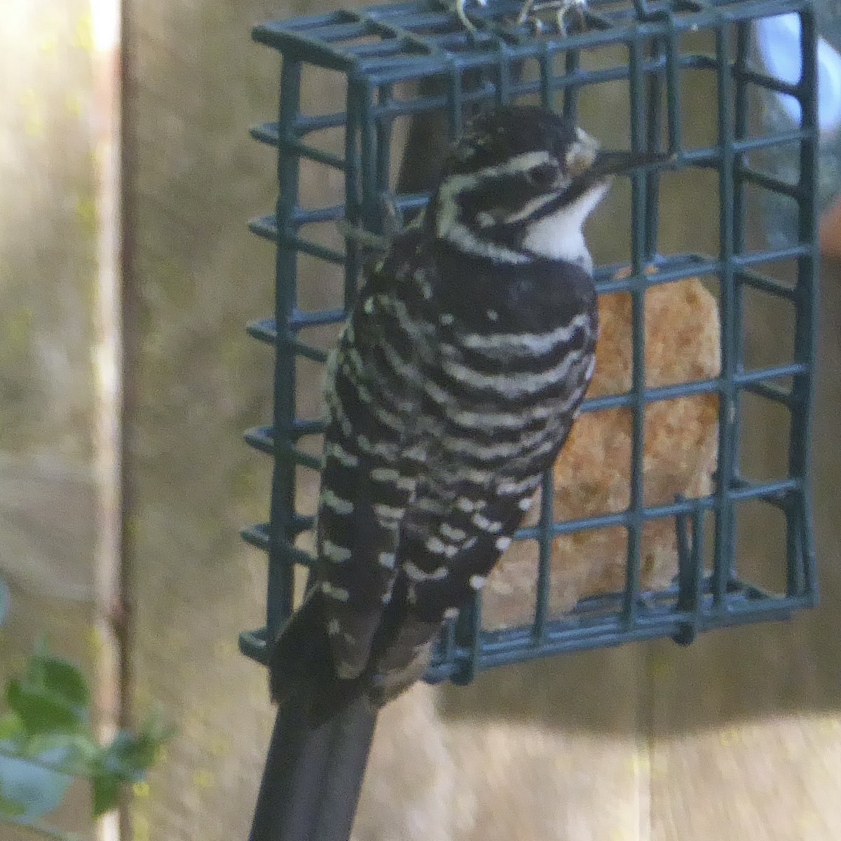 Nuttall's Woodpecker - ML620752153