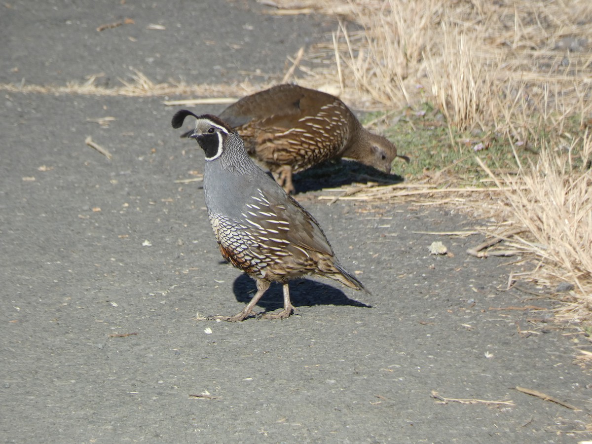 California Quail - ML620752155