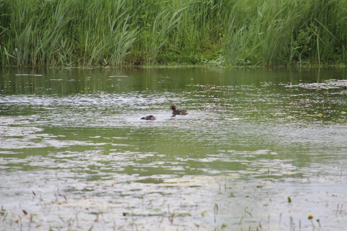 Little Grebe - ML620752158