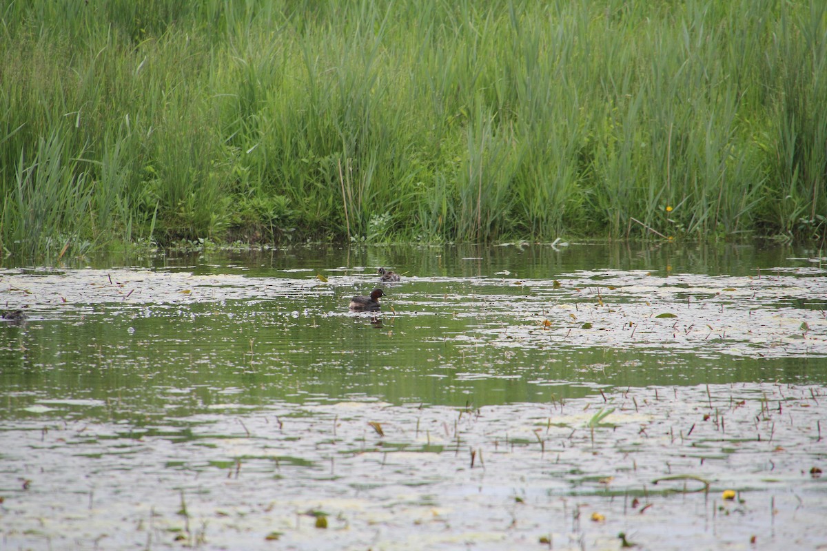 Little Grebe - ML620752166