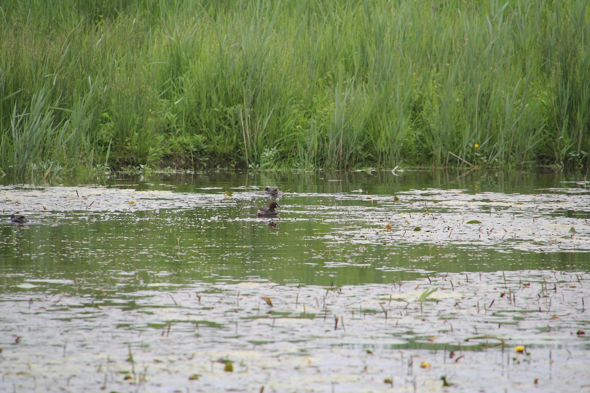 Little Grebe - ML620752173