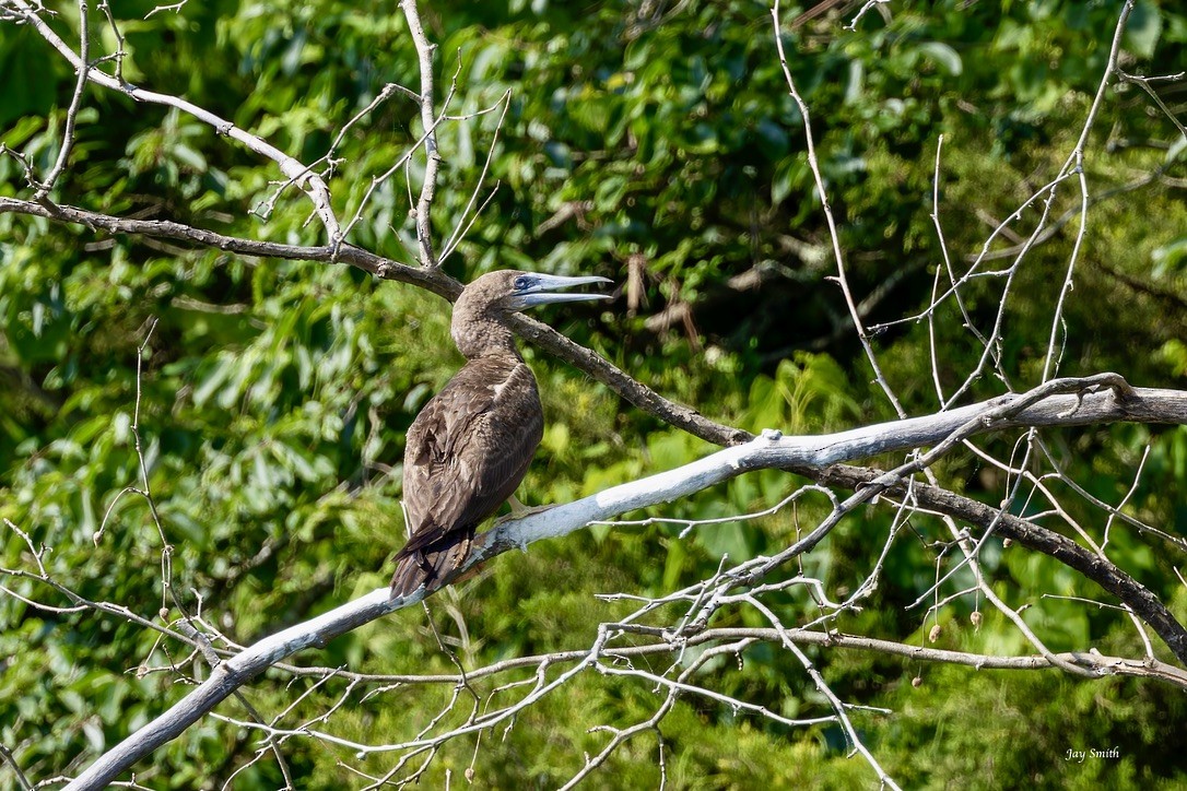 Brown Booby - ML620752174