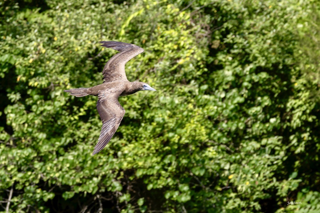 Brown Booby - ML620752178