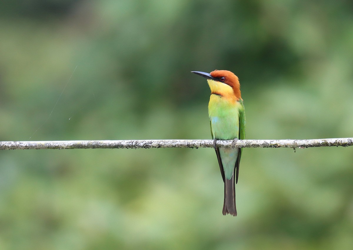 Chestnut-headed Bee-eater - ML620752179