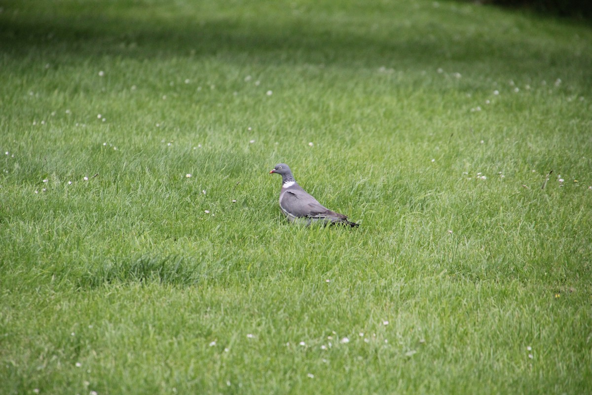 Common Wood-Pigeon - ML620752182