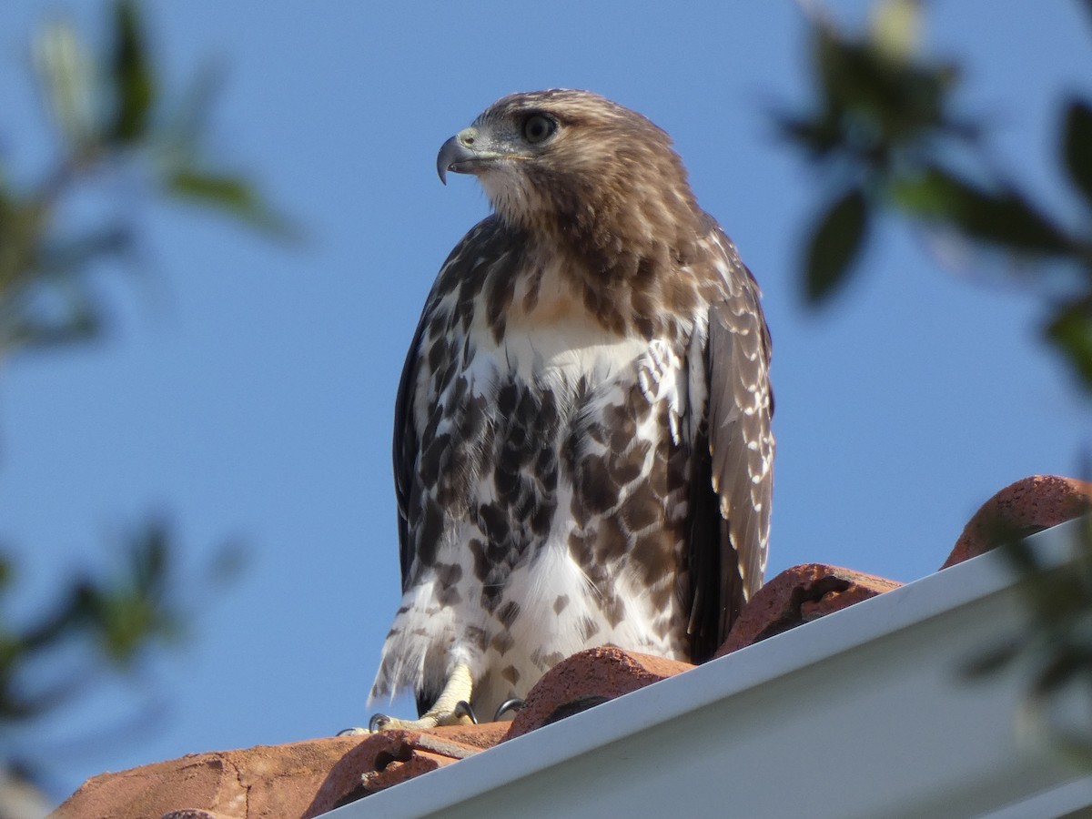 Red-tailed Hawk - ML620752201