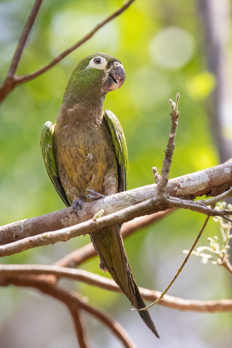 Olive-throated Parakeet - ML620752206