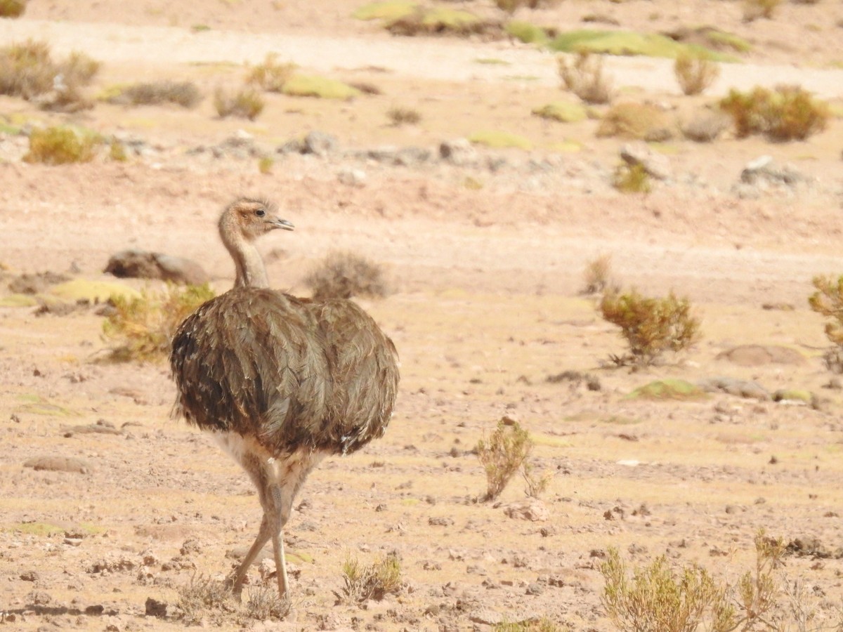 Lesser Rhea (Puna) - ML620752218