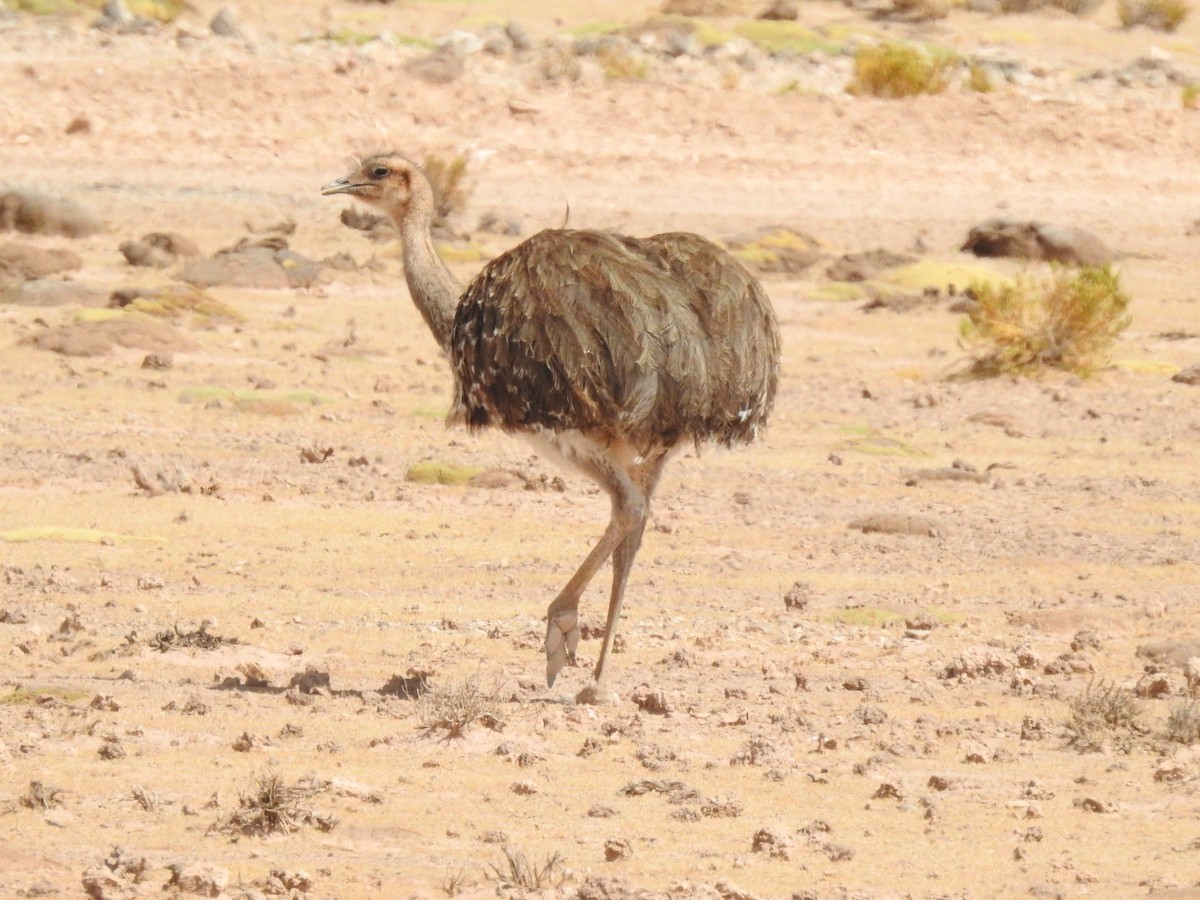 Lesser Rhea (Puna) - ML620752219