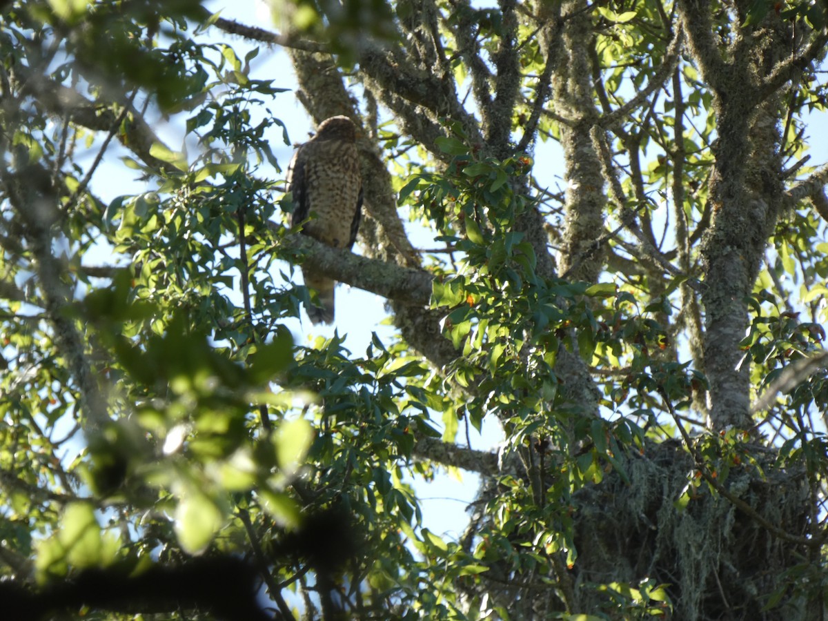 Red-shouldered Hawk - ML620752259