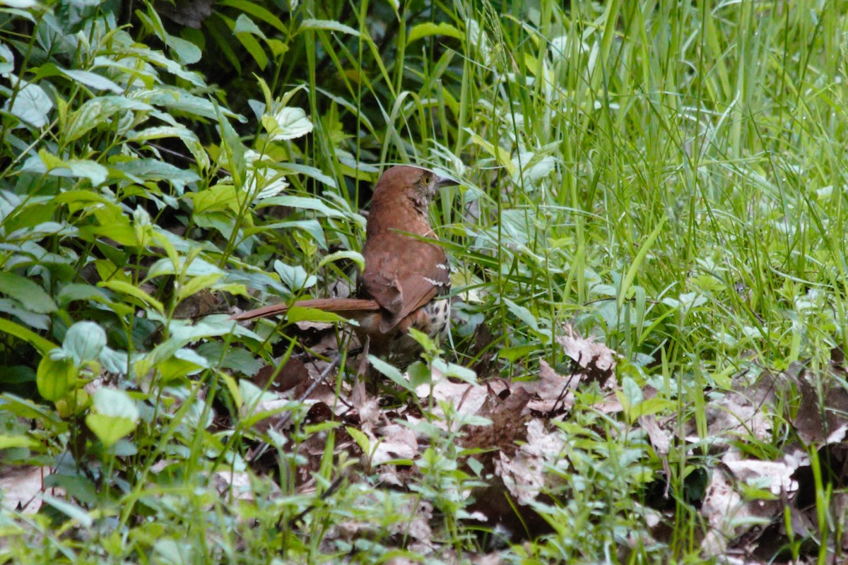 Brown Thrasher - ML620752264