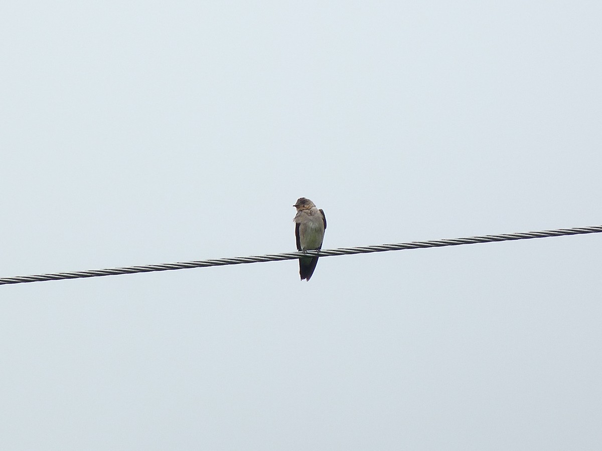 Southern Rough-winged Swallow - ML620752268