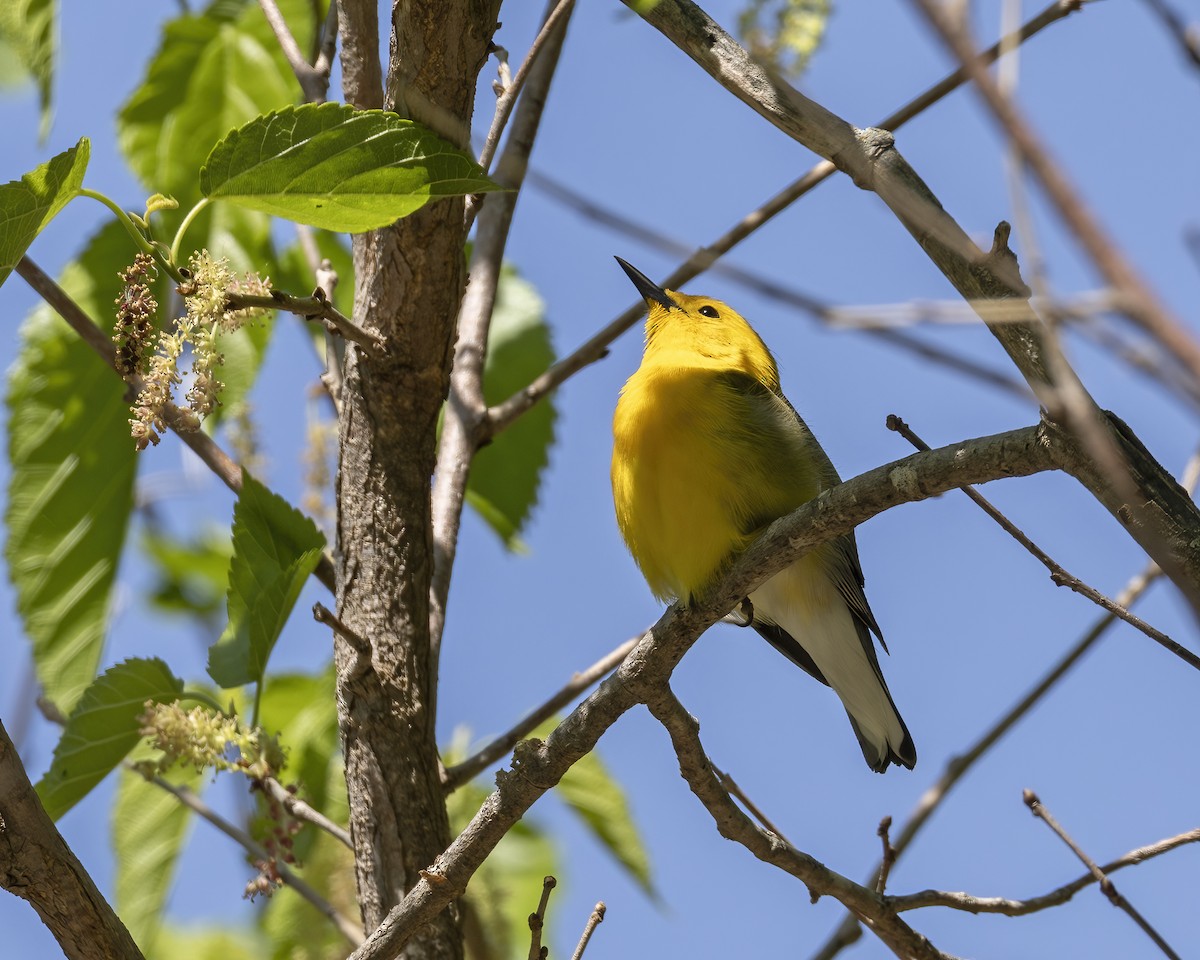 Prothonotary Warbler - ML620752269