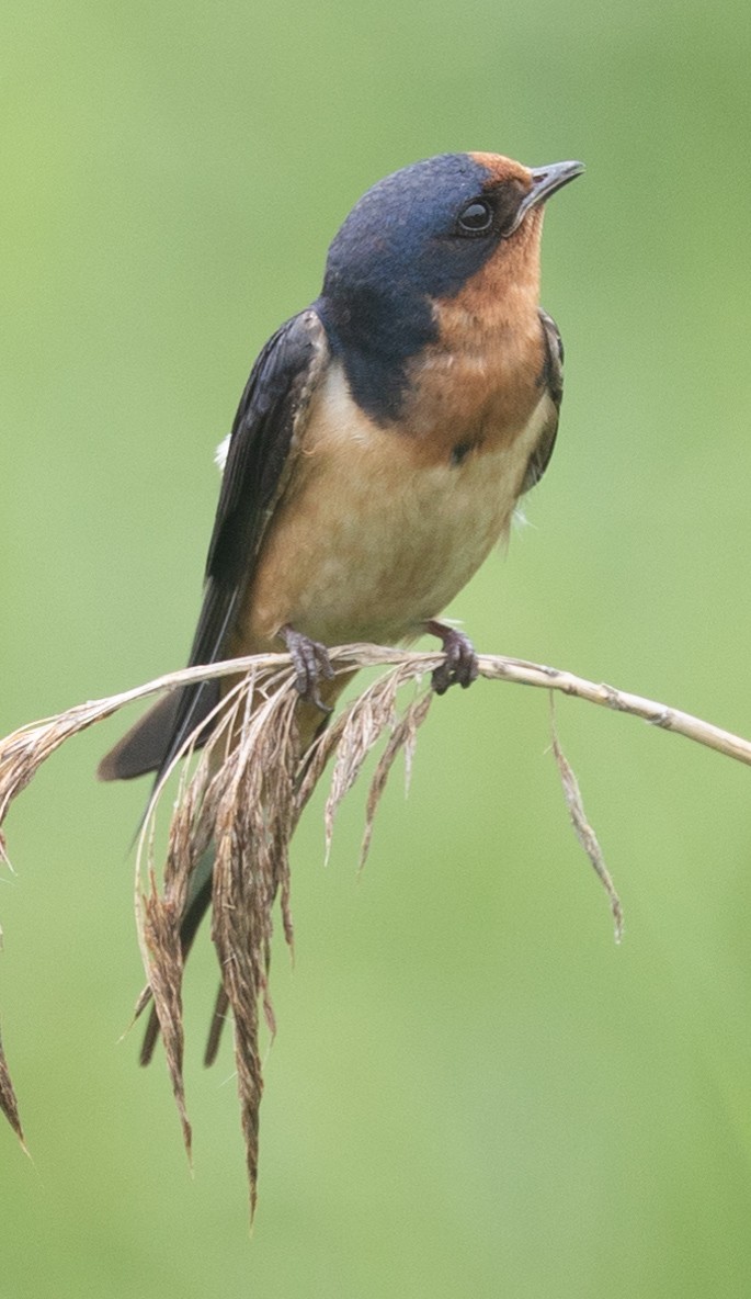 Barn Swallow (American) - ML620752270