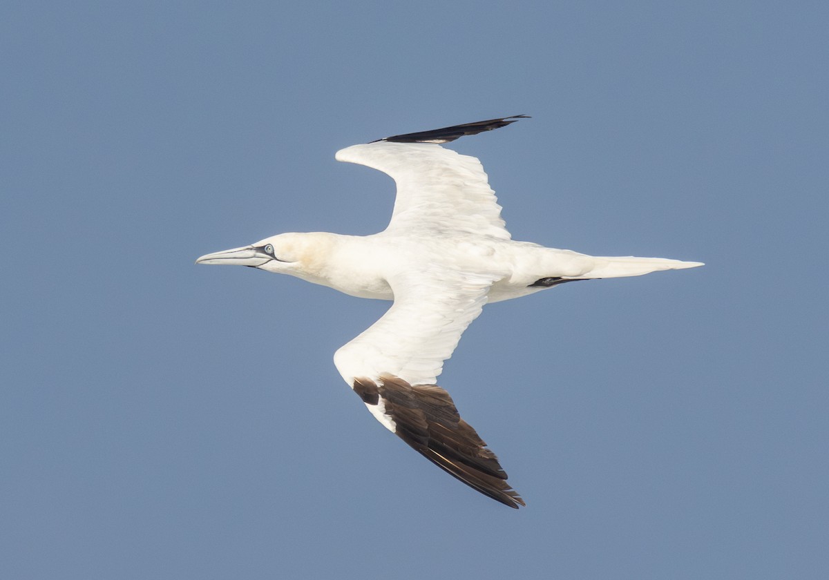 Northern Gannet - ML620752271