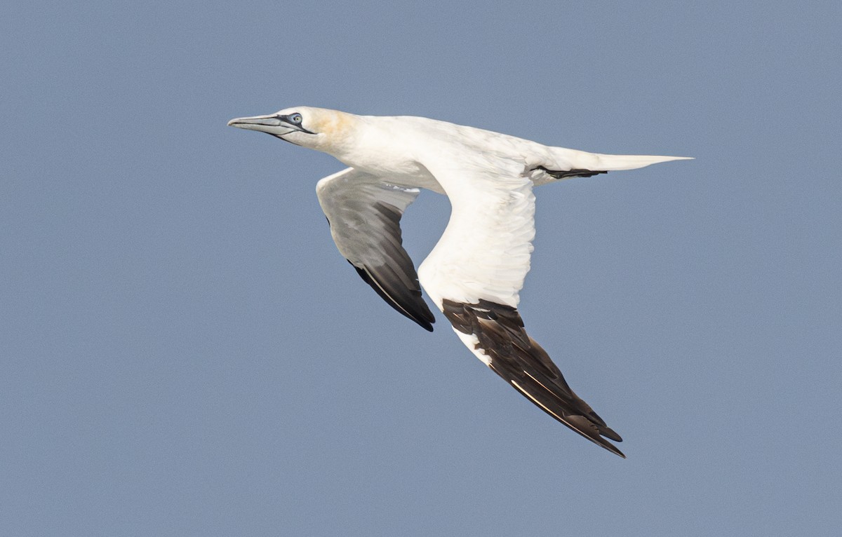 Northern Gannet - ML620752273