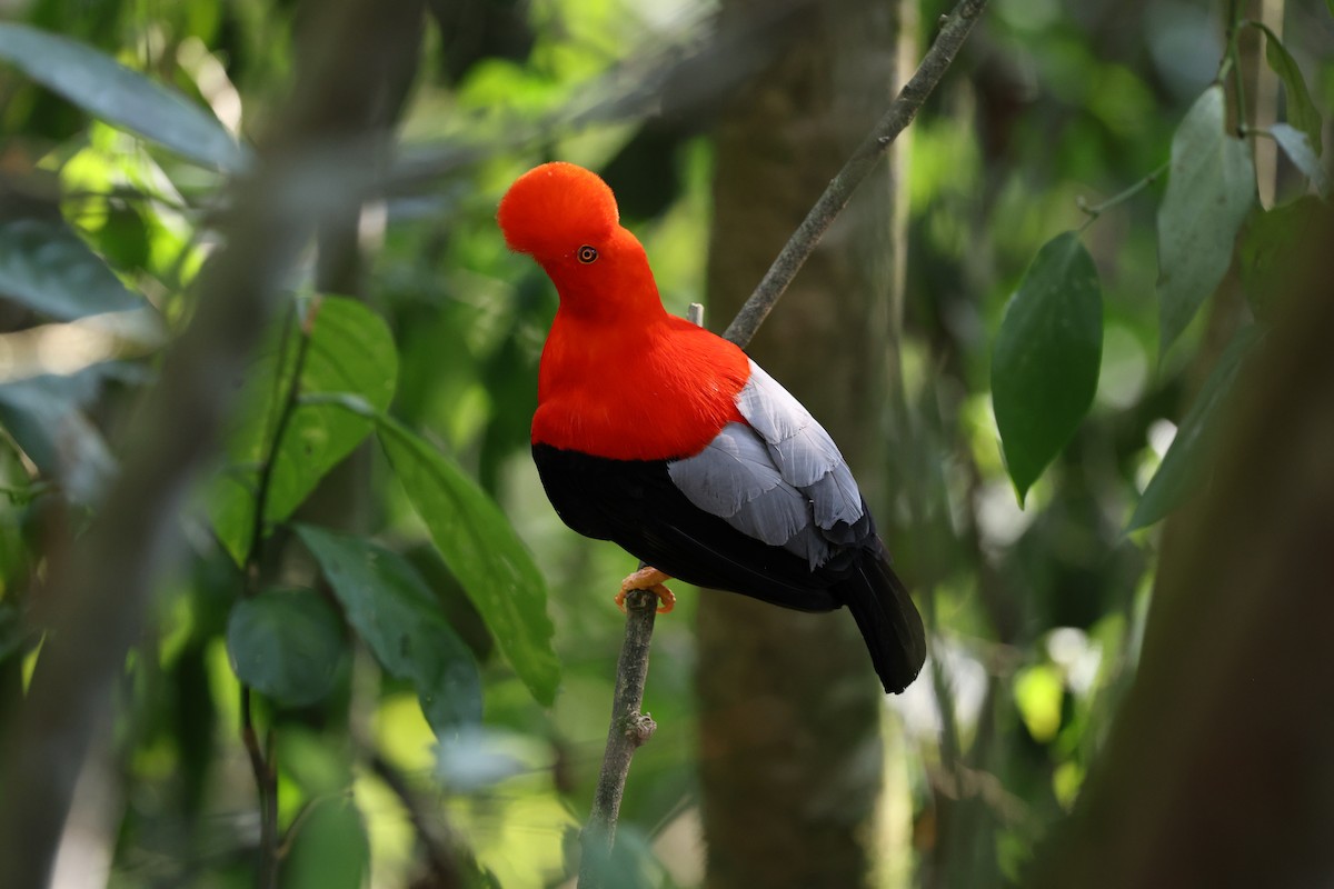 Andean Cock-of-the-rock - ML620752274