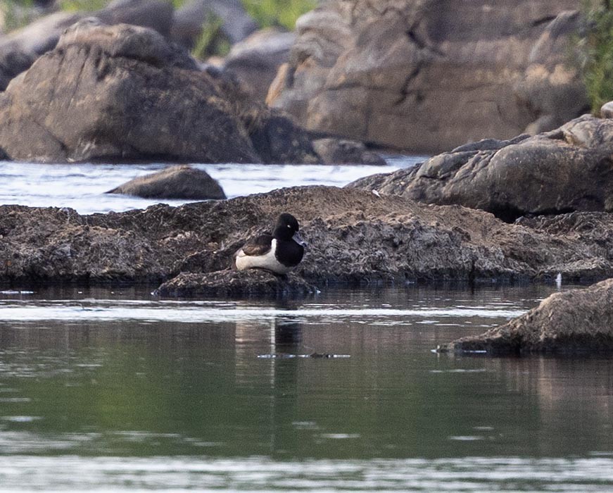 Ring-necked Duck - ML620752282