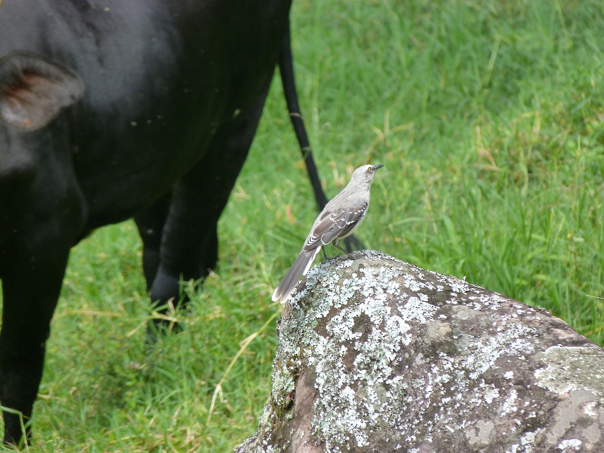 Tropical Mockingbird - ML620752284