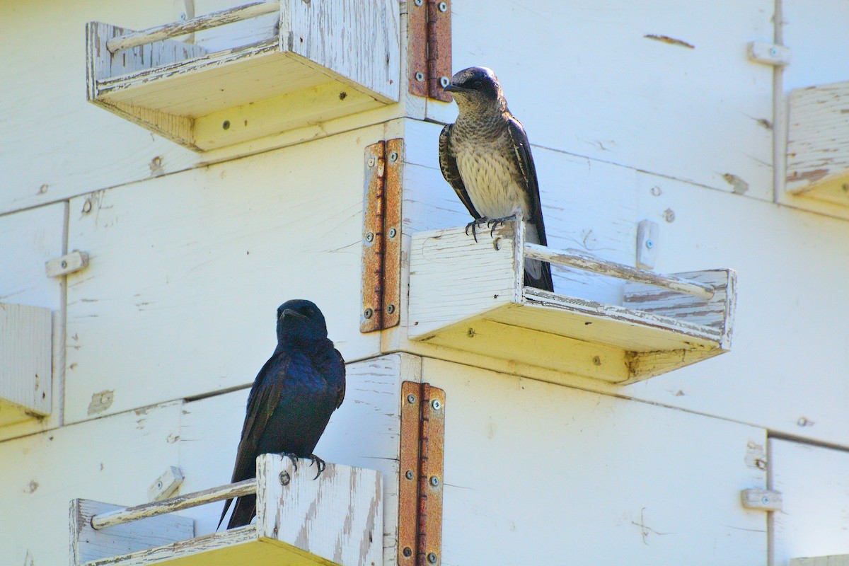 Purple Martin - ML620752293