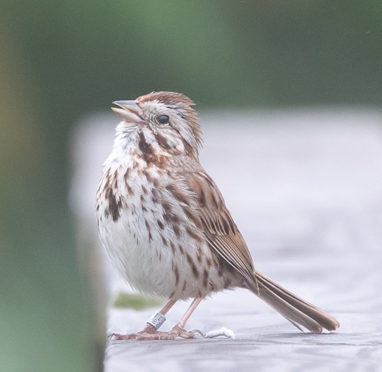 Song Sparrow (melodia/atlantica) - ML620752296