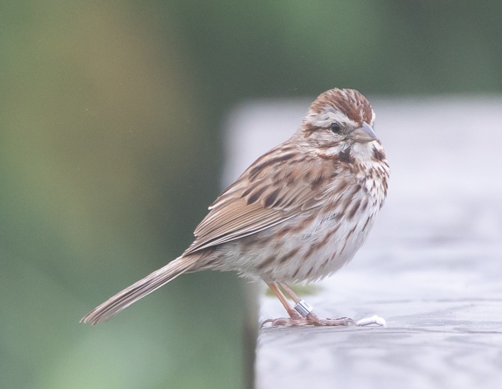 Song Sparrow (melodia/atlantica) - ML620752297