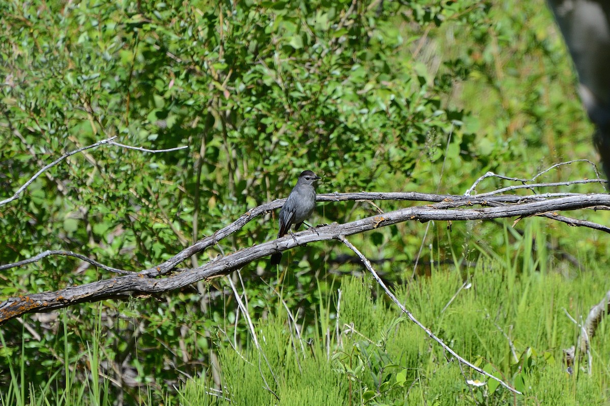 Gray Catbird - Caleb Ripley