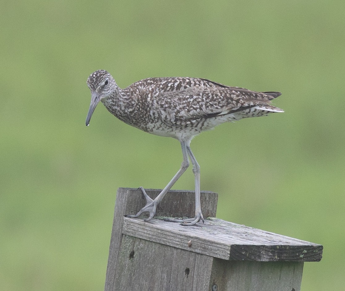 Willet (Eastern) - ML620752310