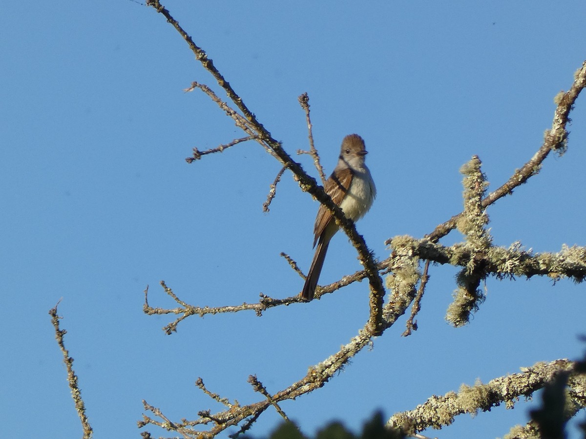 Ash-throated Flycatcher - Linda Fraley