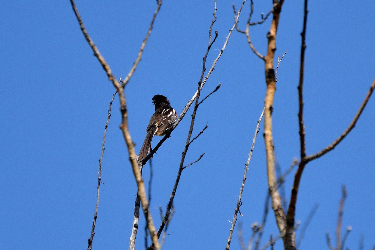 Spotted Towhee - ML620752323