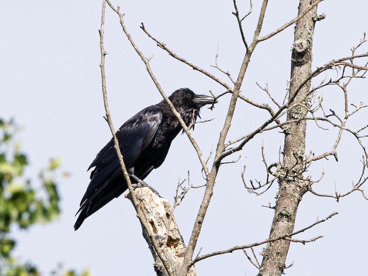 Common Raven - Janis Stone