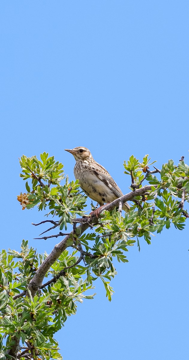 Wood Lark - Mehmet Erarslan