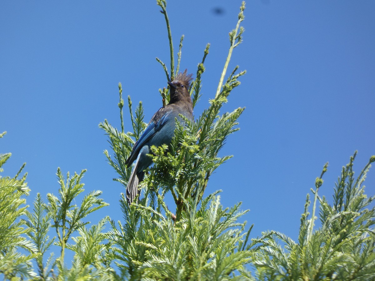 Steller's Jay - ML620752342