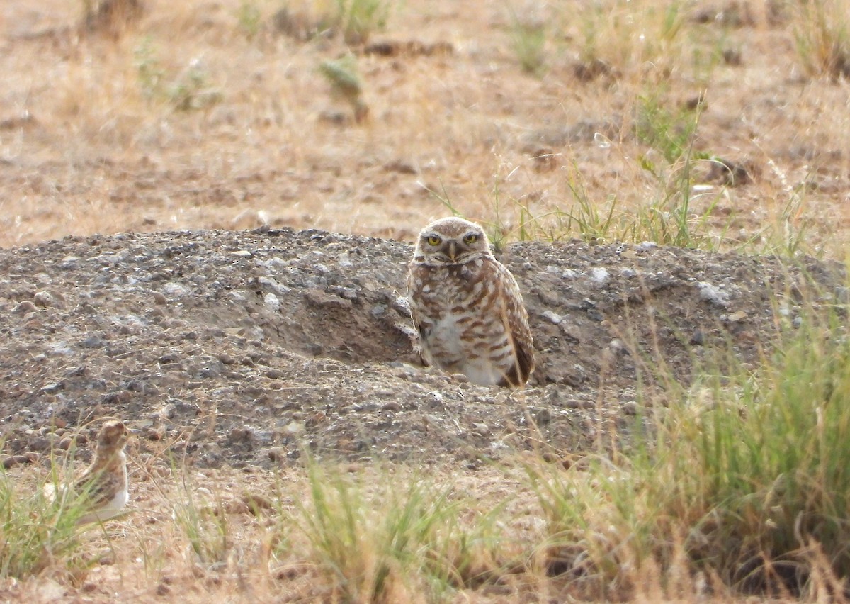 Burrowing Owl - ML620752348
