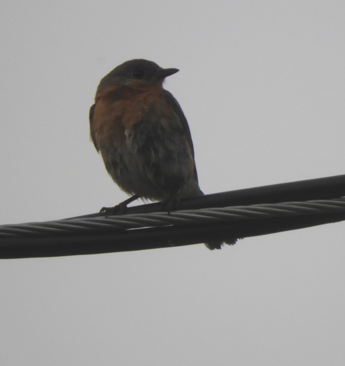 Eastern Bluebird - ML620752353