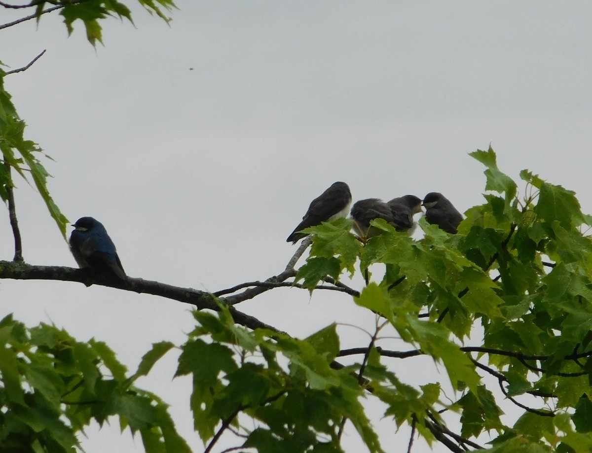 Tree Swallow - ML620752363