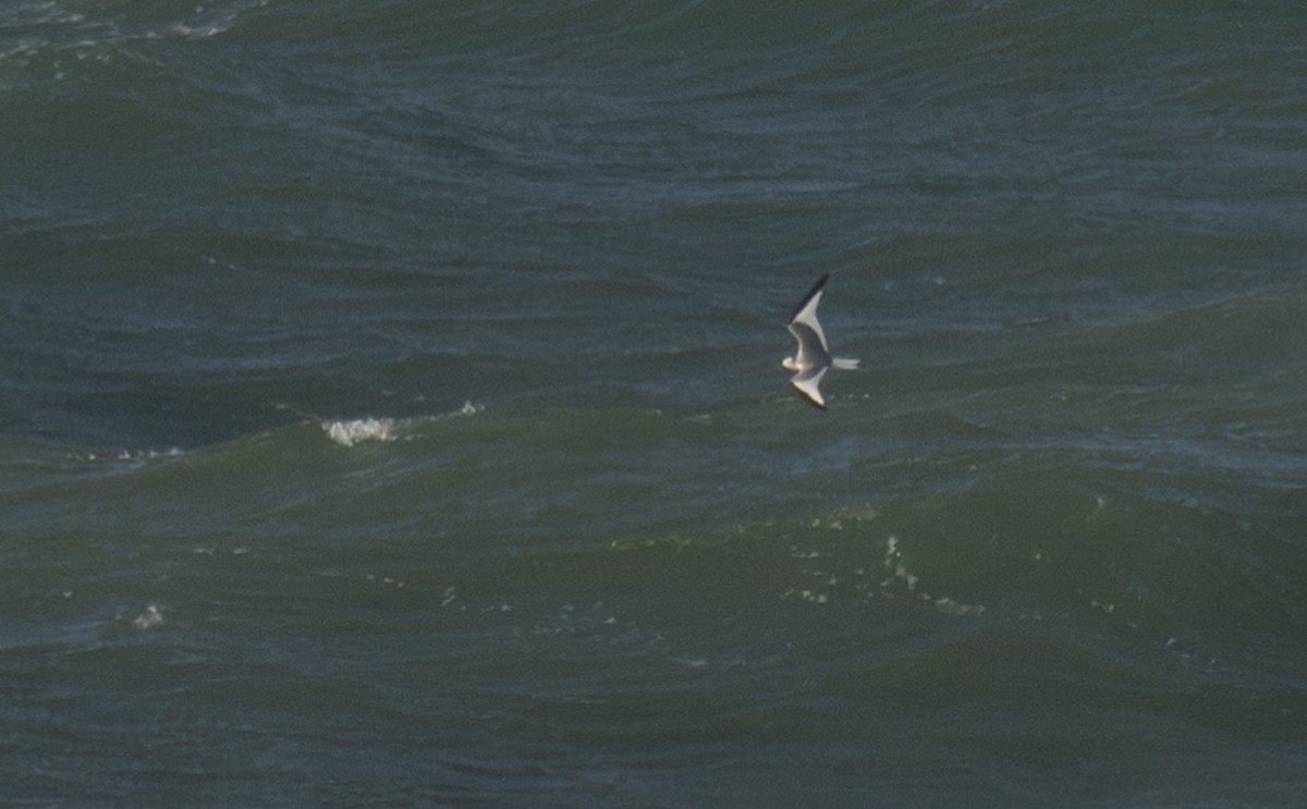 Sabine's Gull - ML620752365