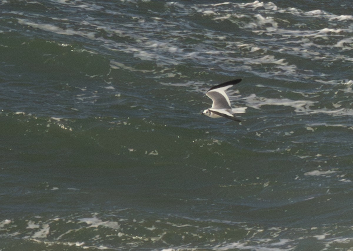 Sabine's Gull - Pedro Nicolau