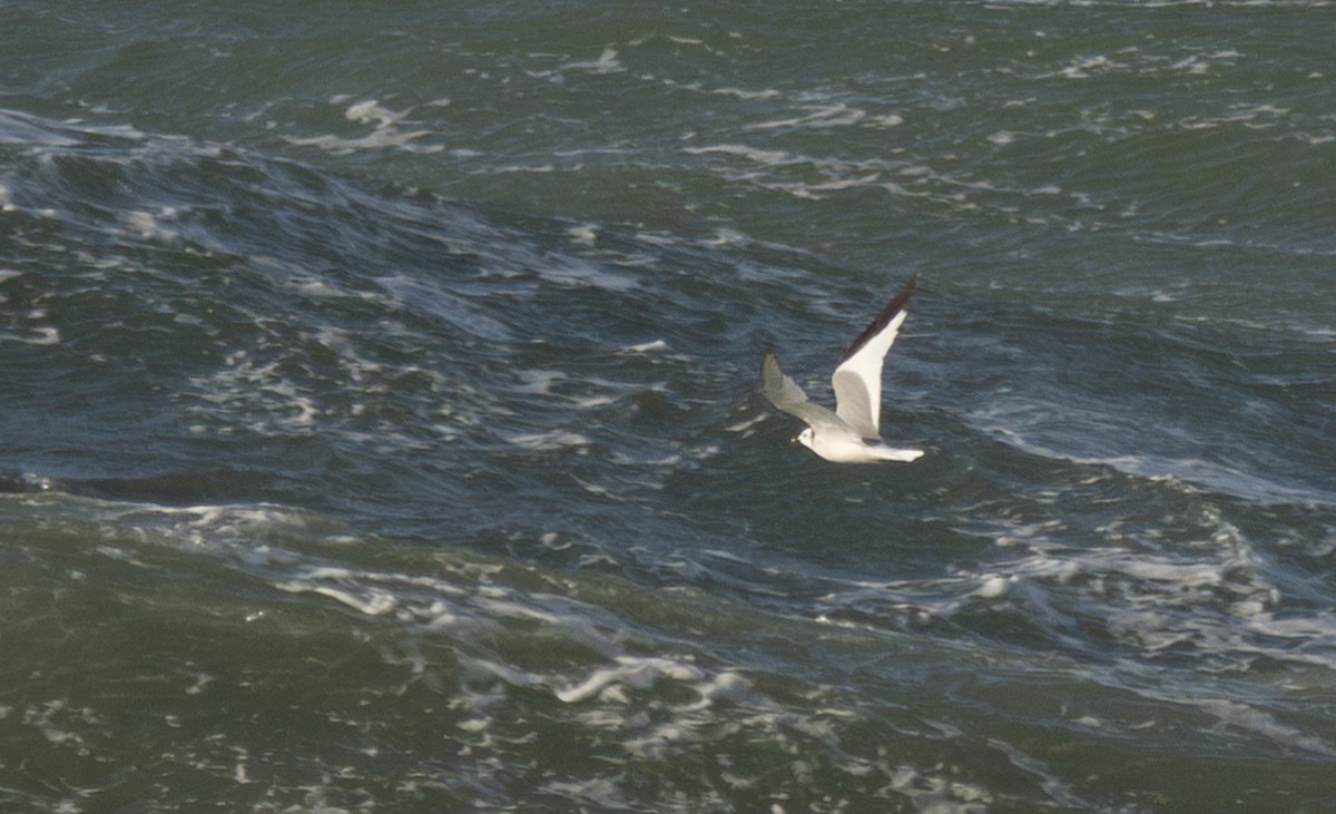 Sabine's Gull - ML620752371