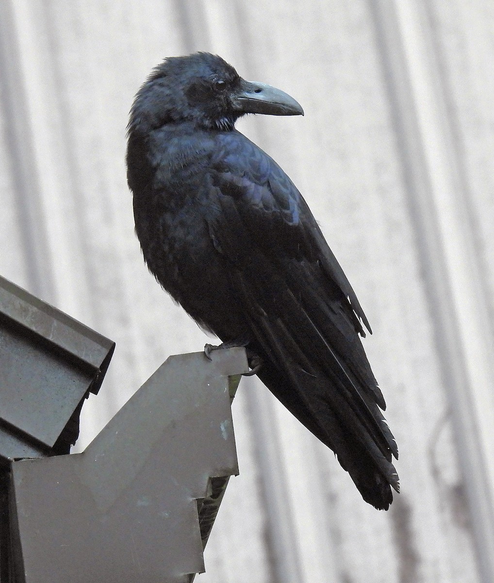 Large-billed Crow - Simon Hitchen