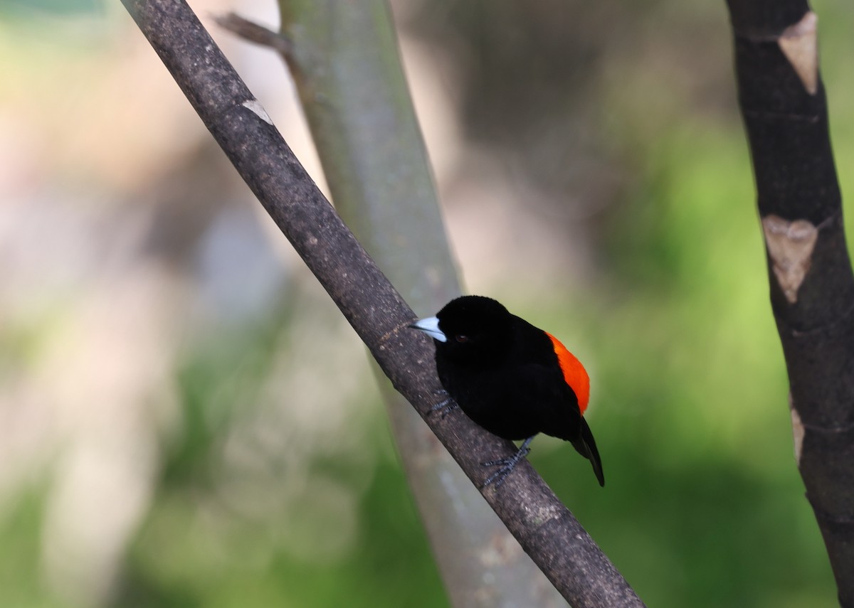Flame-rumped Tanager (Flame-rumped) - ML620752386